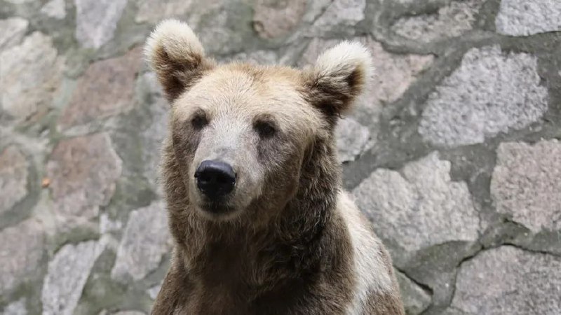 » 9. 邯郸一动物园有熊逃走 尚未找到4月3日，有网友发帖称，河北邯郸佛山野生动物园有熊出逃