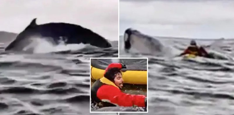 » 13、 委内瑞拉皮划艇运动员被座头鲸吞下又吐出“我以为我死了，我以为它吃了我