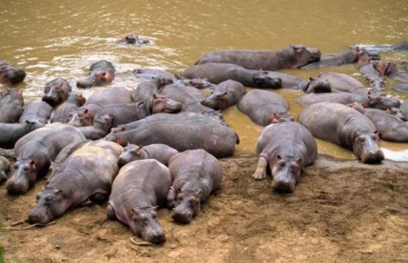 » 7、中国新闻周刊：毒枭留下的河马，在哥伦比亚繁衍失控很难想象，在南美洲的一个国家，正遭到河马的入侵，大量河马正在哥伦比亚肆虐，并且数量持续激增