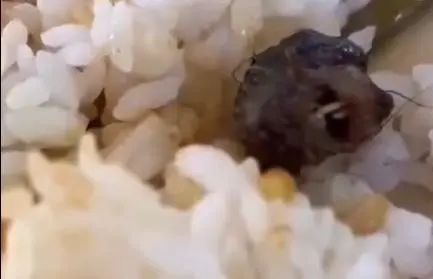 » 2. 江西“鸭脖”调查结果：判定异物为老鼠类啮齿动物头部经联合调查组经勘查现场，调取监控视频发现，6月1日，学生在食堂吃出疑似为“鼠头”的异物，被涉事食堂工作人员事发当日丢弃