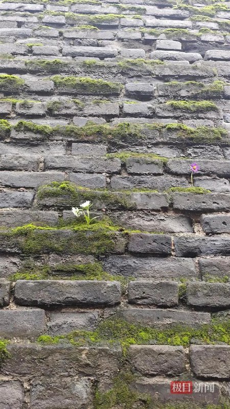 » 7、西安降雨一个多月 城墙长青苔，大雁塔受潮连日以来，陕西省西安市遭遇持续降雨，10月13日，为期一个多月的降雨短暂停止，漫步西安街头，可以看到遍地长出了蘑菇，大雁塔被雨水打湿受潮，连城墙也布满青苔