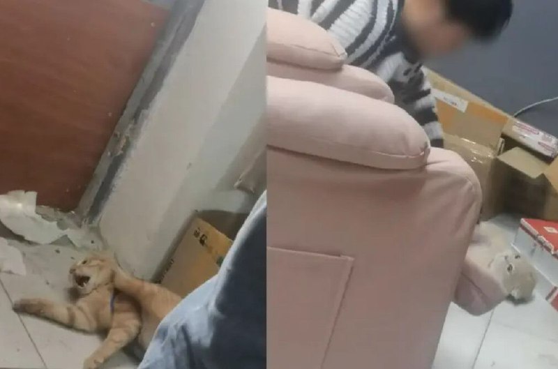 » 2. 江西师范大学虐猫学生被开除学籍，还存在传播淫秽视频行为4月13日，记者从江西省12345获悉，江西师范大学瑶湖校区学生郭某虐猫事件已有处理结果，郭某被开除学籍，同时，经学校调查发现，该学生还存在传播淫秽视频行为