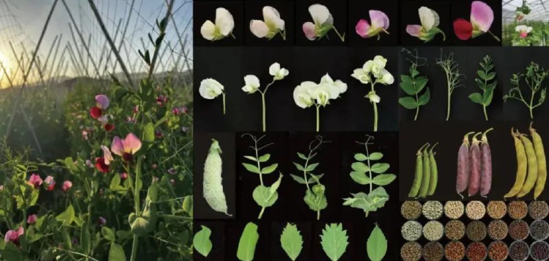 » 7、中国农业科学院从分子层面解释全部孟德尔实验记者26日从中国农业科学院获悉，该院深圳农业基因组研究所（岭南现代农业科学与技术广东省实验室深圳分中心）程时锋团队联合英国约翰·英纳斯中心等国际团队，在国际学术期刊《自然》发表重大成果，首次从分子层面全面揭示了孟德尔豌豆七大遗传性状的基因密码，成功破解了困扰学界百年的“孟德尔豌豆之谜”