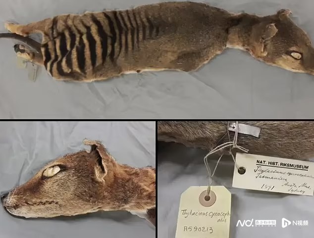 » 11. 科学家首次提取已灭绝动物RNA最新一期《基因组研究》刊发的论文，瑞典科学家从一只自1891年起就存放在瑞典博物馆的塔斯马尼亚虎干燥的皮肤和肌肉中恢复了RNA（核糖核酸），这项突破可能会让于1936年灭绝的这一物种“复活”