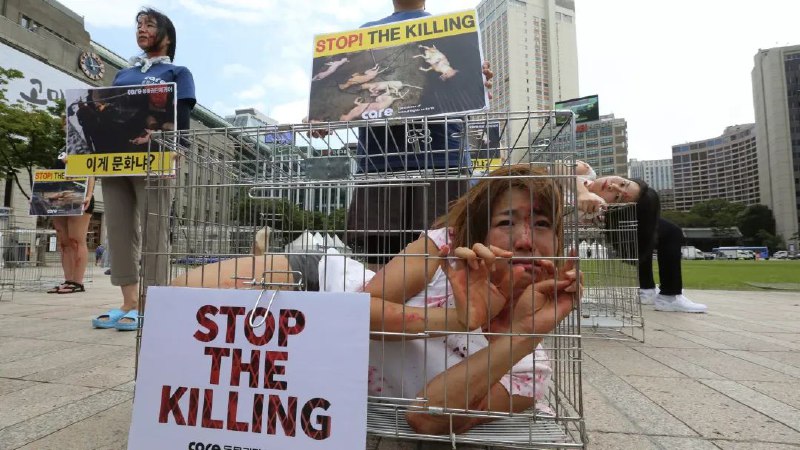 » 2. 韩国国会通过《禁食狗肉法》2027年起正式生效据多家媒体报道，韩国国会1月9日召开全体会议，审议通过《关于终止以食用为目的饲养、宰杀及流通犬只特别法》