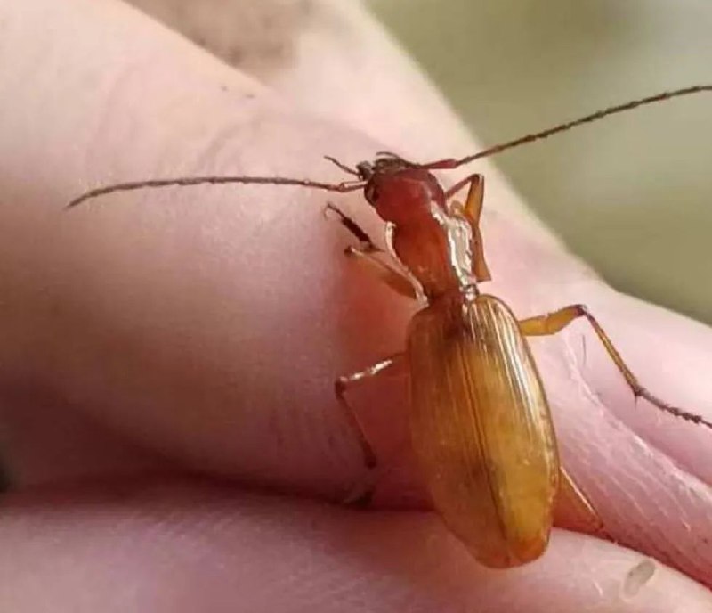 » 8、为垄断特定物种，商人在洞穴投毒杀死种群近日，有野生动物保护人士举报，四川达州一蚁商聂某在当地神龙溶洞内投放了大量蟑螂药，以达到垄断栖息在洞内的穴胫步甲种群的目的