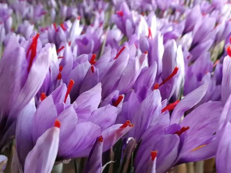 » 2. 统计数据：上海长期以来是藏红花最大产地其实，这里有两大误区