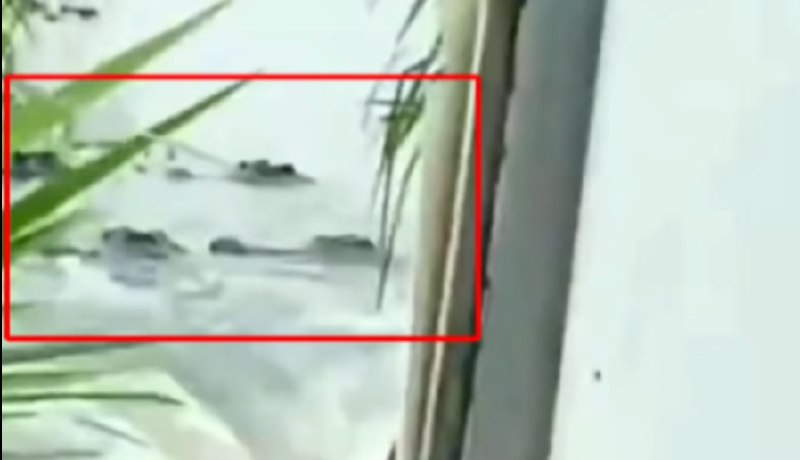 » 12. 广东茂名养殖场逃走70条鳄鱼9月11日，网传视频称广东省茂名市彭村湖附近，一鳄鱼养殖场70余条鳄鱼出逃