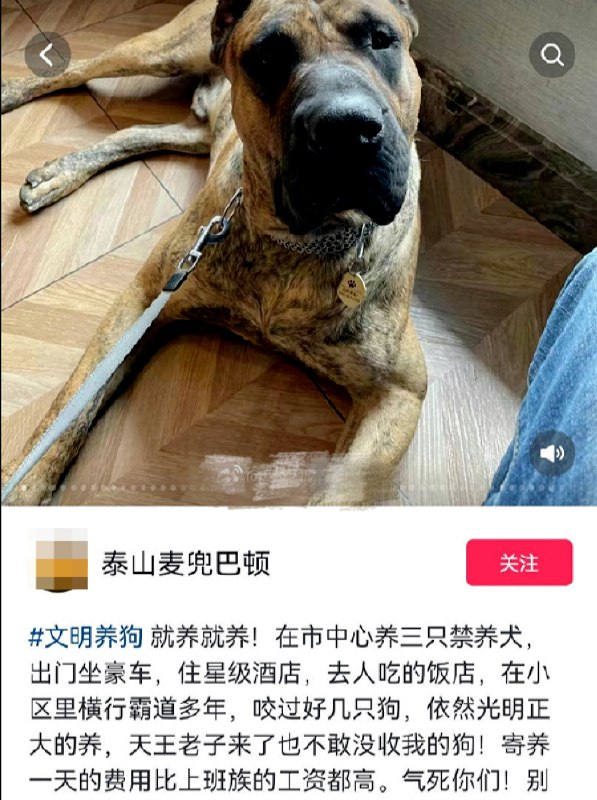 » 9. 男子炫耀济南市中心养烈性犬 物业称狗主人已将狗带走，警方回应近日，有网友转发消息称，一个名叫“泰山麦兜巴顿”的网友在多个平台发帖炫耀其在位于济南市中心的历下区某小区饲养三条大型犬，且这三条狗还曾吓过同小区居住的孕妇