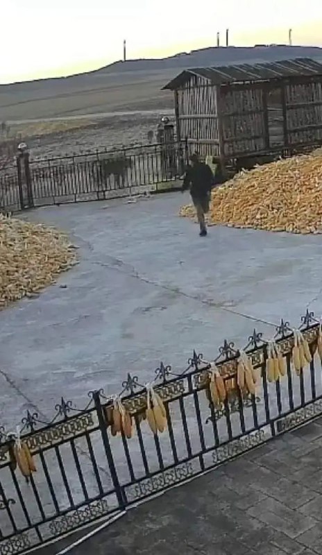 » 2、 黑龙江七台河市老虎进村伤人11月18日，监控拍下黑龙江七台河市勃利县吉兴乡长太村老虎进村的画面