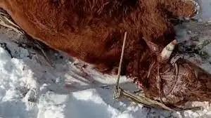 » 18、哈尔滨依兰县一村庄有老虎咬死牛，村干部称已连续咬死两头近日，哈尔滨市依兰县新胜村村民称，在山上遇到了老虎，老虎咬死了山上放养的牛