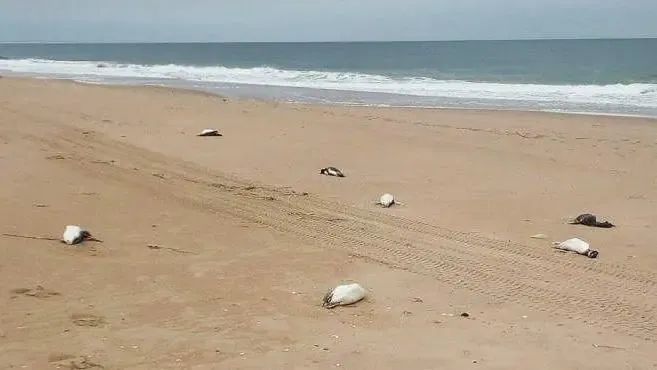 » 16. 约2000只死于海中的企鹅被冲到乌拉圭海岸，死因仍未知在过去10天里，大约有2000只死于海中的企鹅出现在乌拉圭东部海岸