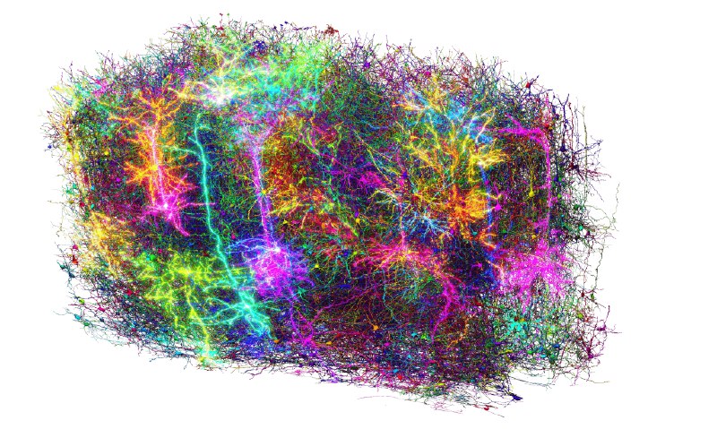 » 9、美国公布首个小鼠局部大脑联接图谱4月9日，位于美国西雅图的艾伦脑科学研究所（简称“艾伦研究所”）发布消息称，科学家完成迄今为止最大的大脑联接和功能图谱——皮层网络机器智能 (MICrONS) 项目，并称该项目被认为是有史以来最复杂的神经科学实验