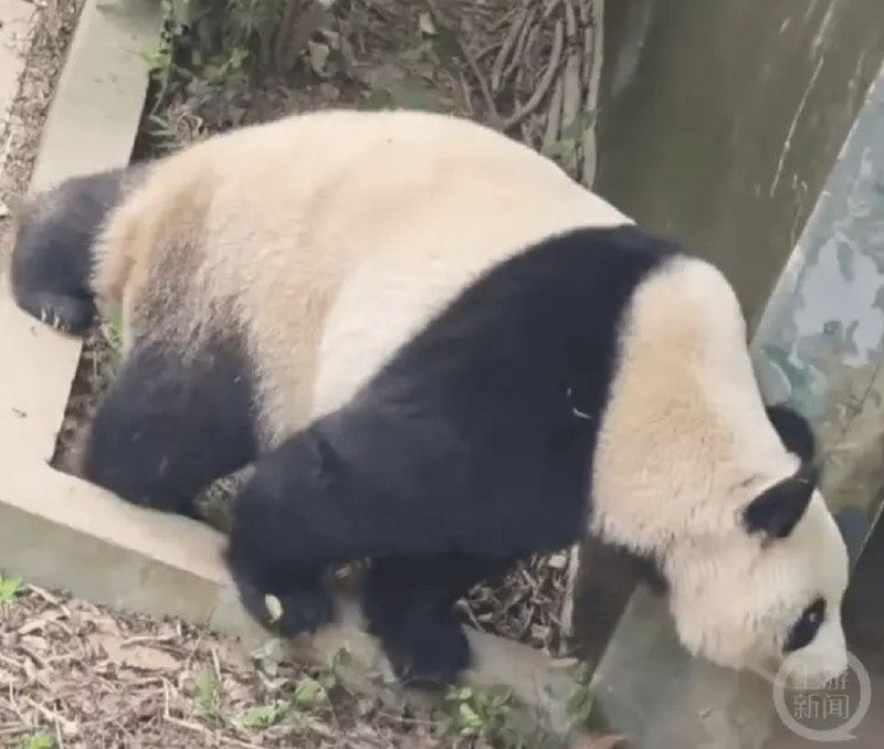 » 6、南京红山动物园大熊猫瘸腿  可能和打针相关“见过动物园给大熊猫打疫苗把熊猫打得不能走路的么？这次见到了，南京红山！”4月13日，有博主在社交媒体发帖称，南京红山动物园工作人员给大熊猫“九九”打疫苗，致“九九”一只后腿无法行走，只能一瘸一拐走路