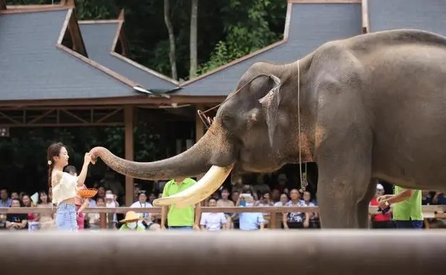 » 19. 云南大象表演公益诉讼案一审宣判：驳回原告“停止大象表演”等诉求21日，昆明铁路运输中级法院依法对北京市昌平区多元智能环境研究所诉西双版纳野象谷景区有限公司生态破坏民事公益诉讼案进行一审公开宣判：驳回原告多元智能环境研究所的诉讼请求