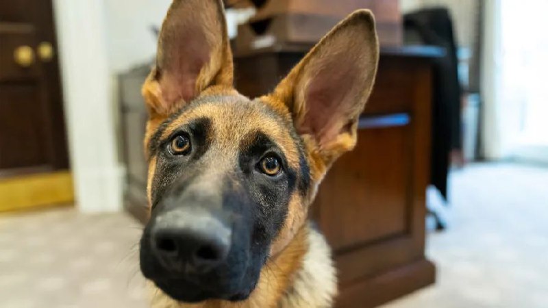 » 9. 拜登的狗11次咬伤保镖，被赶出白宫据法新社5日报道，当地时间4日，白宫一名发言人表示，美国总统拜登的宠物犬“指挥官”（Commander）已经被带离白宫